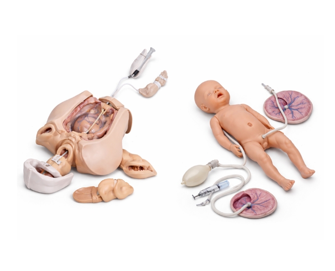 Advanced Female Internal and External Organs Catheterization Training Model