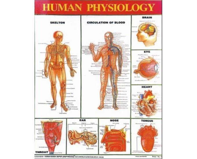 Botany Educational Chart
