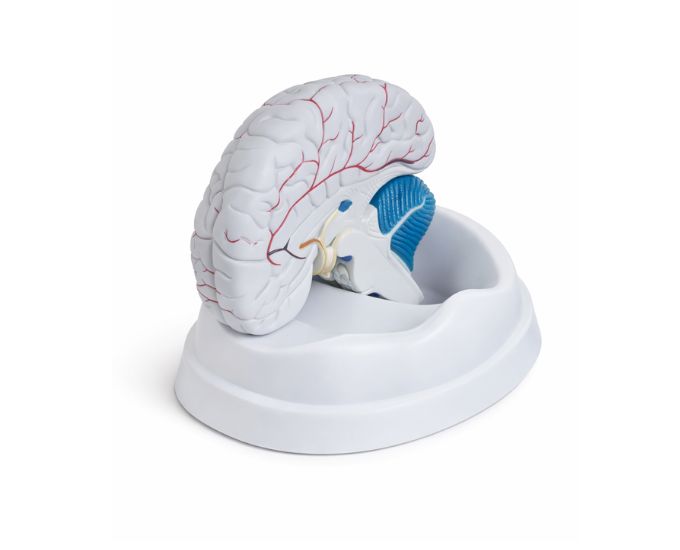 Human Brain Model Dissectable Into 3 Parts