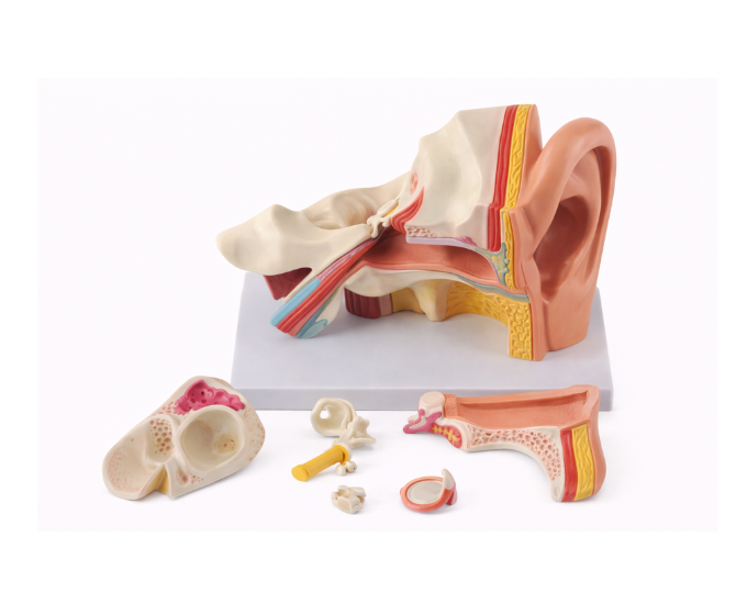 Human Ear Anatomy Model