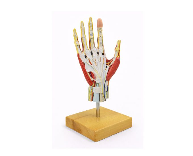 Human Hand Dissection Anatomy Model with Detachable Parts for Study
