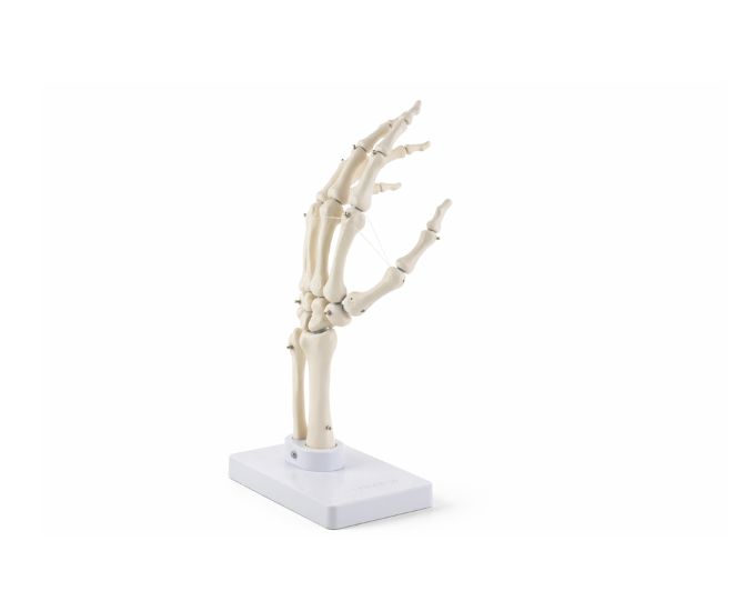 Human Skeleton Anatomy Model with Nerves, Blood Vessels and Heart