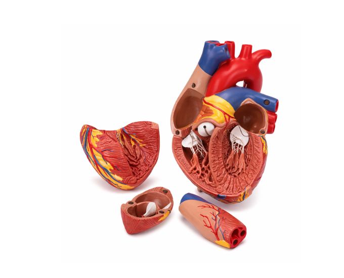 Life-Size Human Heart Anatomy Model with 4 Detachable Parts