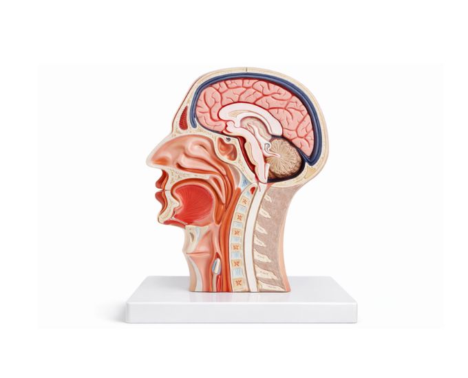 Median and Frontal Section of the Head