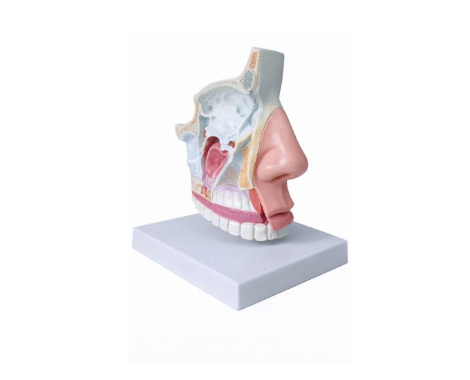 Nasal Cavity Anatomy Model Natural Size