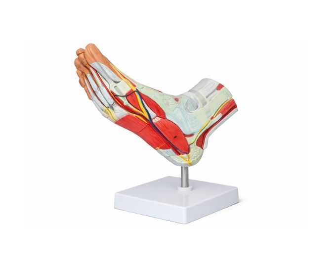 Right Lung Bronchus Dissection Model for Anatomical Study
