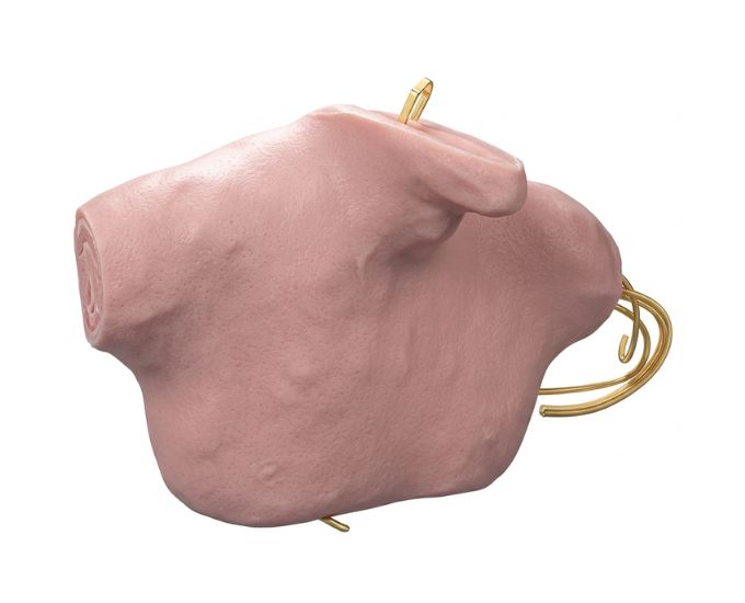 Central Venous Puncture and Catheterization Training Model with Anatomical Landmarks