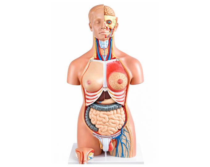 Advanced Dual Sex Human Torso Model with 24 Detachable Parts for Anatomy Education
